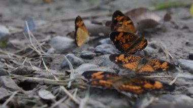 Yaz sonlarında çamur birikintisi kuru Silvery Checkerspot kelebekler