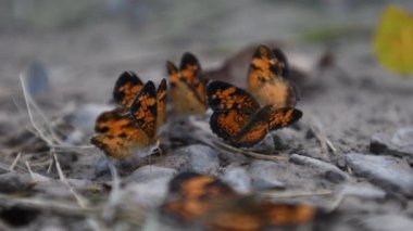 Kelebekler grubunda onun Wings germe Silvery Checkerspot kelebek
