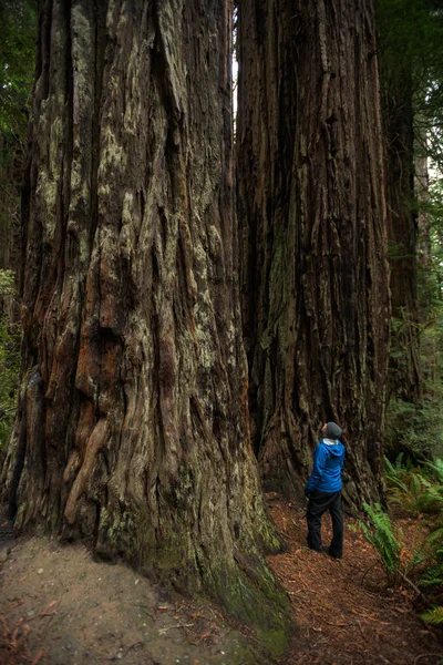 Homem olha para sequoias gigantes — Fotografia de Stock