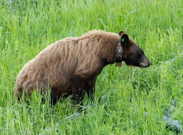 Профиль исследовательского ошейника черного медведя — стоковое фото