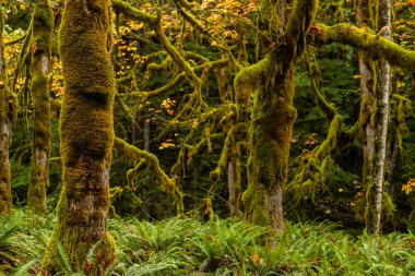 Eğrelti otları ile Sitka Ağaçlar Üzerinde Kalın Yosun