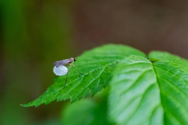 Pequeño saco de huevo llevado por insecto volador —  Fotos de Stock