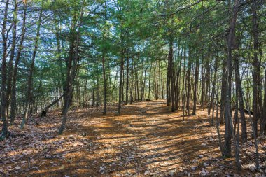 Genç Orman'dan İz Kesikleri