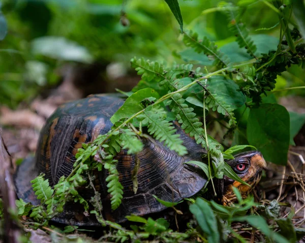 Profil żółwia wzdłuż ziemi w lecie — Zdjęcie stockowe