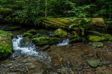 Downed Tree ve Mossy Rocks Etrafında Creek Akar