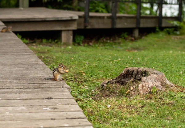 Streifenhörnchen knabbert an Erdnuss in der Schale — Stockfoto