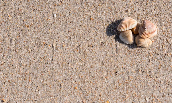 Gruppo di conchiglie sullo spazio di copia della sabbia bagnata — Foto Stock