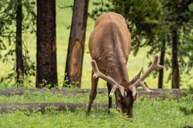 Tarlada Yumuşak Boynuzlu Elk Grazes