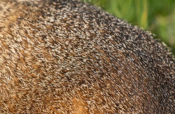 Detalhe de Marmot Fur — Fotografia de Stock