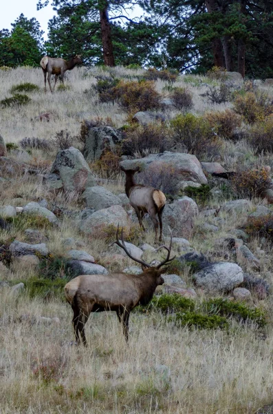 Group of Elk Climb Rocks Vertical — Stock Photo, Image