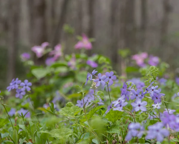 Group of Blue Phlox Blooms — Stock Photo, Image