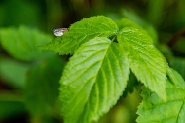 Beyaz Yumurta Kese ile Uçan Böcek