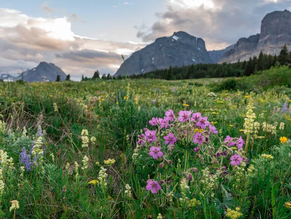 Pole divokých květin před Montany — Stock fotografie