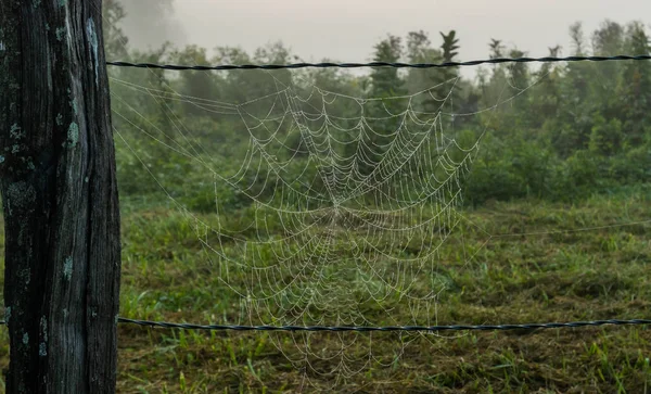 Las gotas de niebla se instalan en Spider Web — Foto de Stock