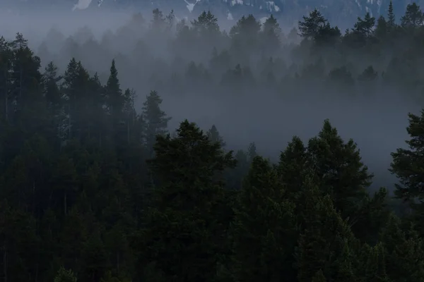 Foresta verde nebbiosa — Foto Stock