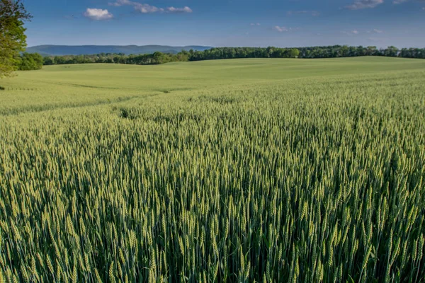 Zelená pšenice rozkládající se nad obrovským polem — Stock fotografie