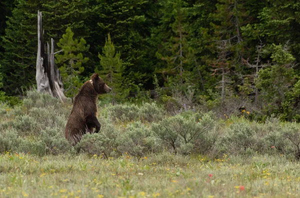 Grizzly Bear noszenia kołnierz stoi — Zdjęcie stockowe