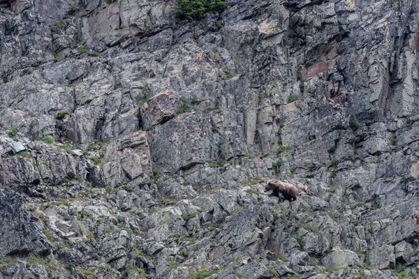 Grizzly no terço inferior da parede de rocha — Fotografia de Stock