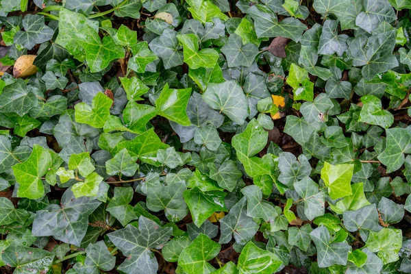 Grüner Efeu Nahaufnahme Hintergrund — Stockfoto