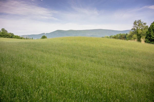 Campo di fieno verde — Foto Stock