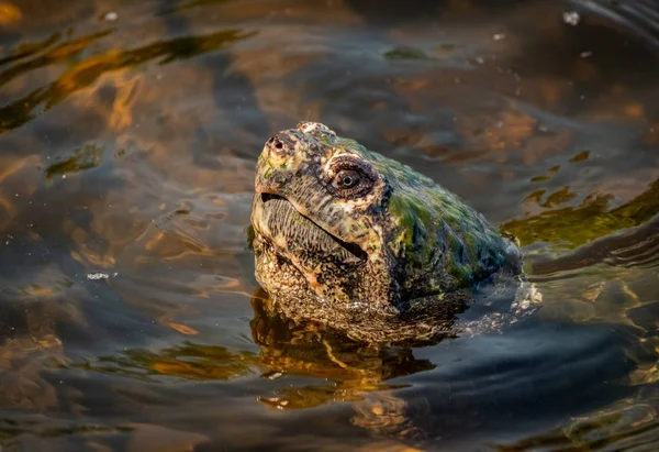 Grote snapping schildpad komt voor een uitzicht — Stockfoto