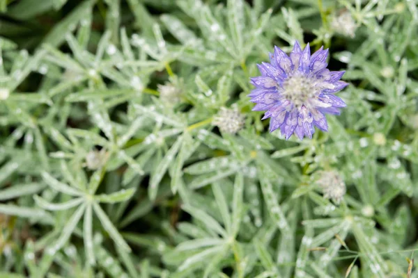 Looking Straight Down on Lupine — Stock Photo, Image