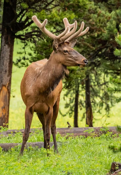 Profil för älg ansikte med mjuka horn — Stockfoto