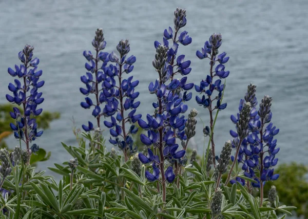 Purple Lupine in Foreground of Montana Lake — Stock Photo, Image