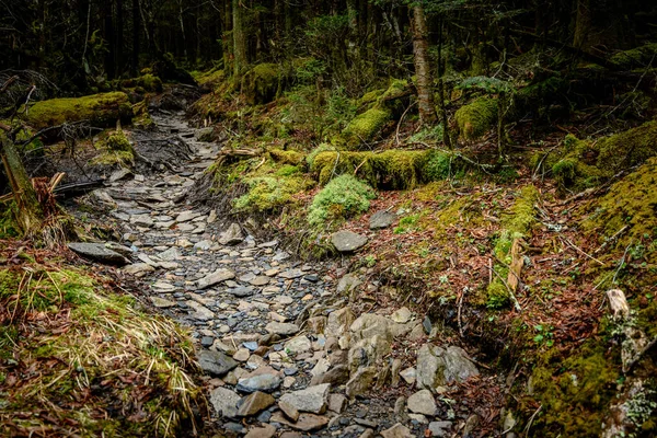 Скелясті стежки прорізає моховий ліс — стокове фото