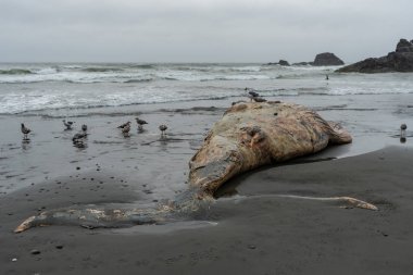 Whale Corpse on Foggy Pacific Northwest Beach clipart