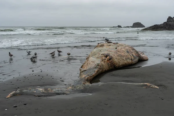 Cadaveri di balena sulla Foggy Pacific Northwest Beach — Foto Stock