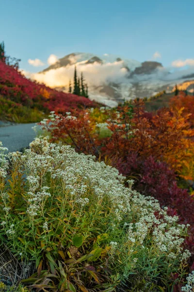 Flores brancas e cores de queda ao lado da trilha — Fotografia de Stock