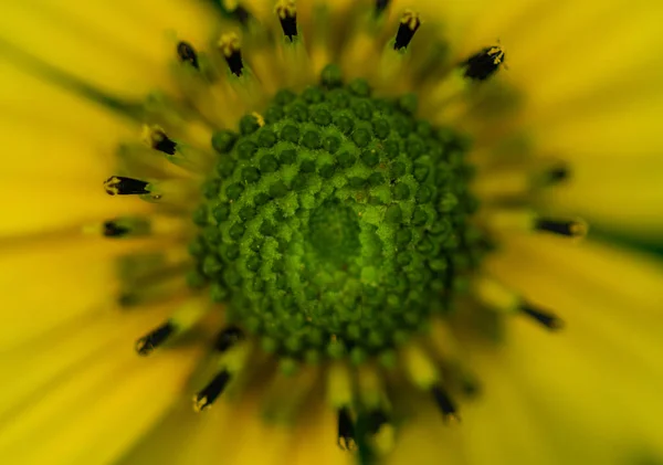 Resumen del Centro de Flor Silvestre Amarilla —  Fotos de Stock