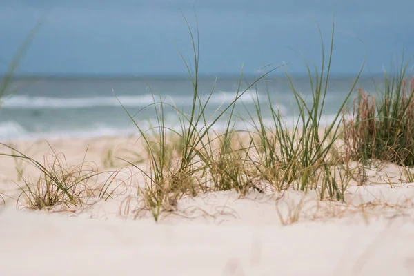 Herbe dans les dunes de sable — Photo
