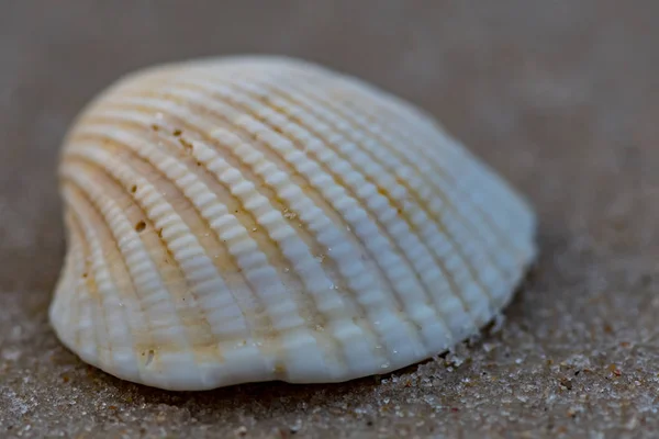 Zandkorrels op een enkele witte schelp — Stockfoto