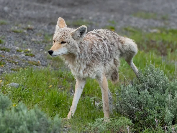 Coyote urineert op groene Bush — Stockfoto