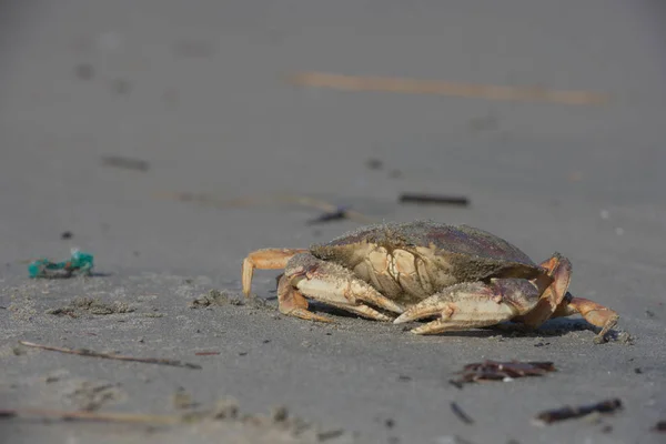 Krabbe am Strand von Oregon — Stockfoto
