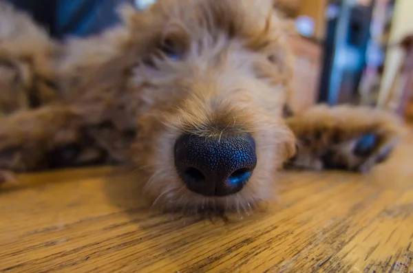 眠っている間のゴールデンドゥードル子犬の鼻 — ストック写真
