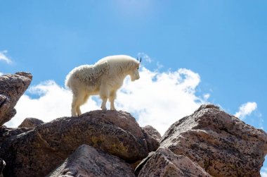 Kayalar Da ayakta Keçi Profili