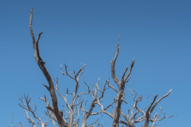 Açık mavi gökyüzü ağaçta gnarly dalları