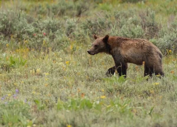 Ourson grizzli dans le champ d'été — Photo