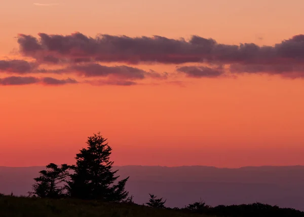 Budaklı çam ağaçlarının pembe günbatımı ile — Stok fotoğraf