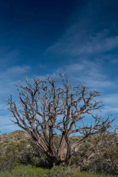 Gnarly suszone drzewo na pustyni Mojave — Zdjęcie stockowe