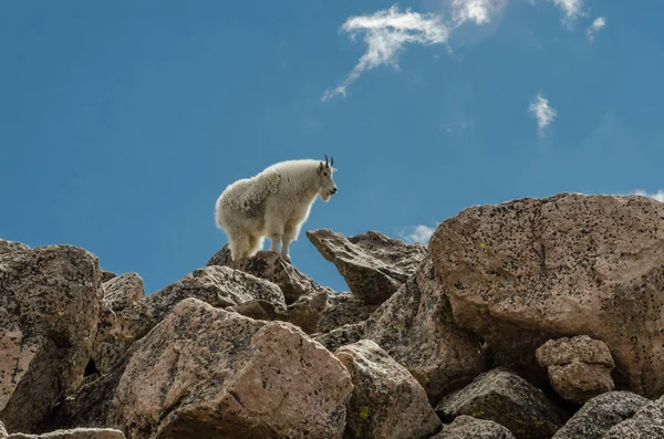 Kayaların üzerinde duran keçi — Stok fotoğraf