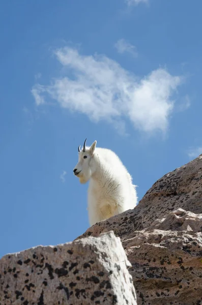 Goat Peeking Over Rocks — Stock Photo, Image