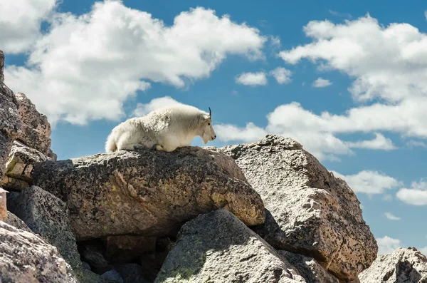 Posa di capra sulle rocce — Foto Stock