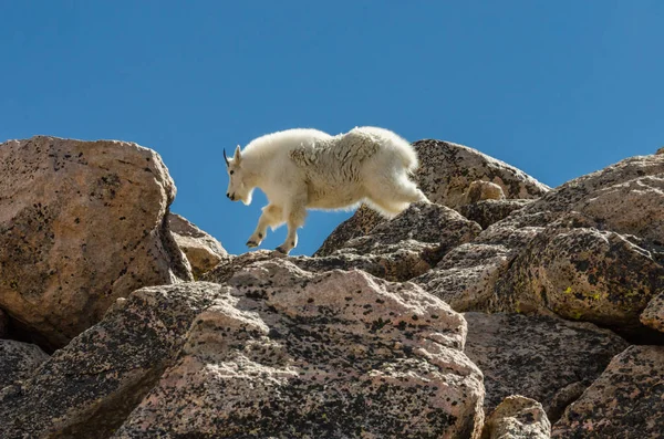 岩の上に飛び跳ねるヤギ — ストック写真
