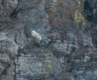 Dağ Keçisi Rockface Aşağı Tırmanıyor