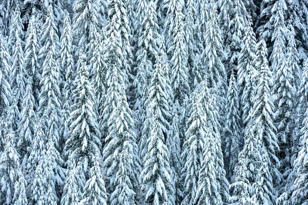 Pinhos cobertos com um denso cobertor de neve — Fotografia de Stock