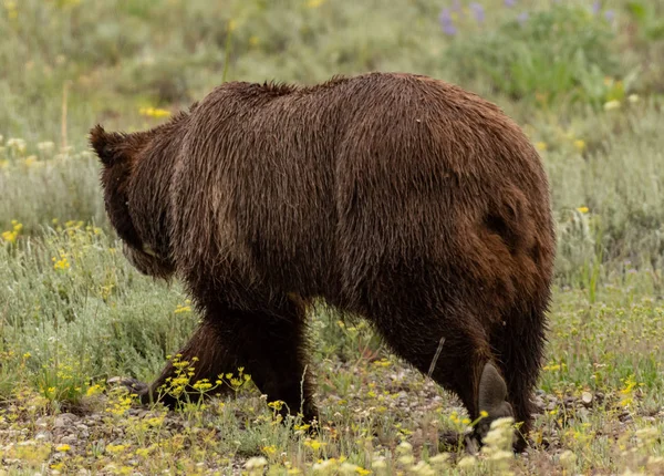 Вид сзади на медведя гризли — стоковое фото